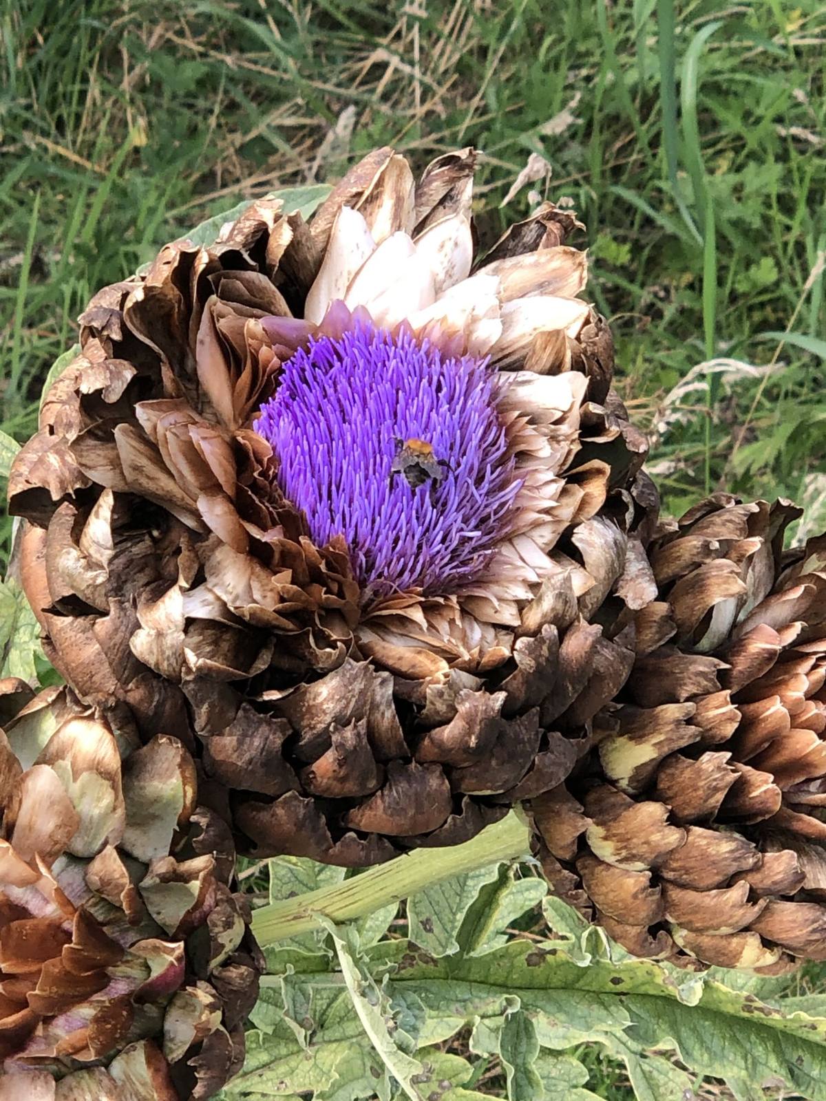 A bee on a purple artichoke flower