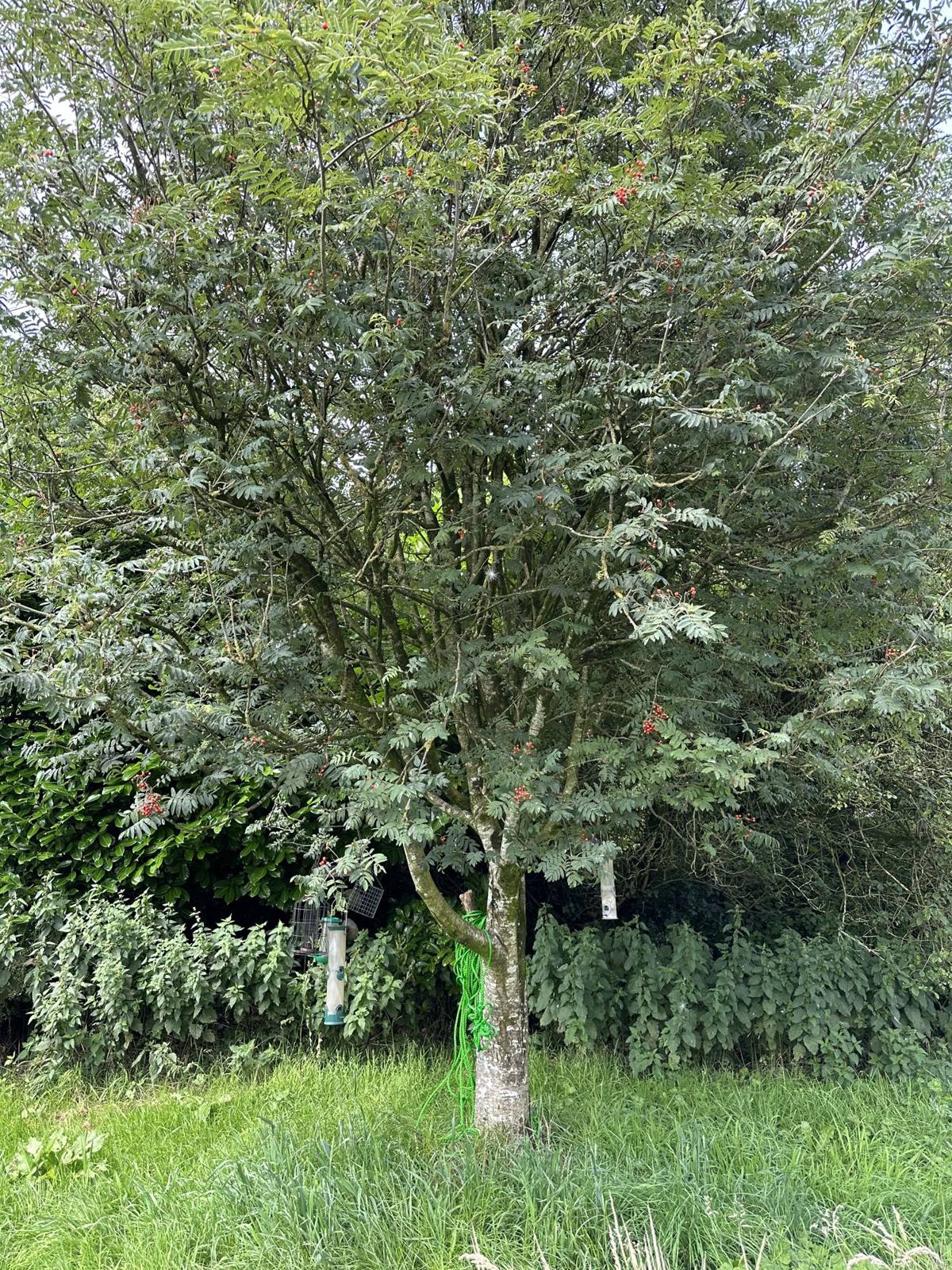 A young tree growing on rough ground
